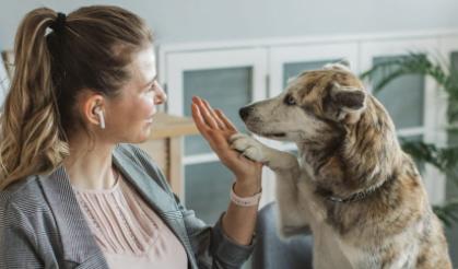 Attityden till hundar i offentliga miljöer har förändrats sedan förra undersökningen för 15 år sedan. Foto: Agria Djurförsäkring