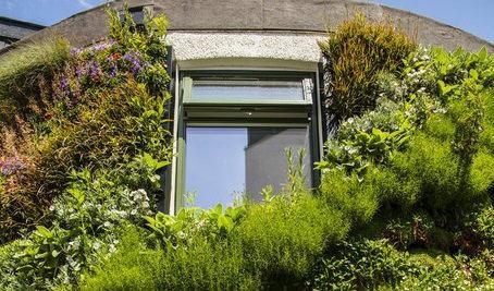 Gröna väggar kan göra att mindre värme läcker ut ur gamla hus. Foto: University of Plymouth.