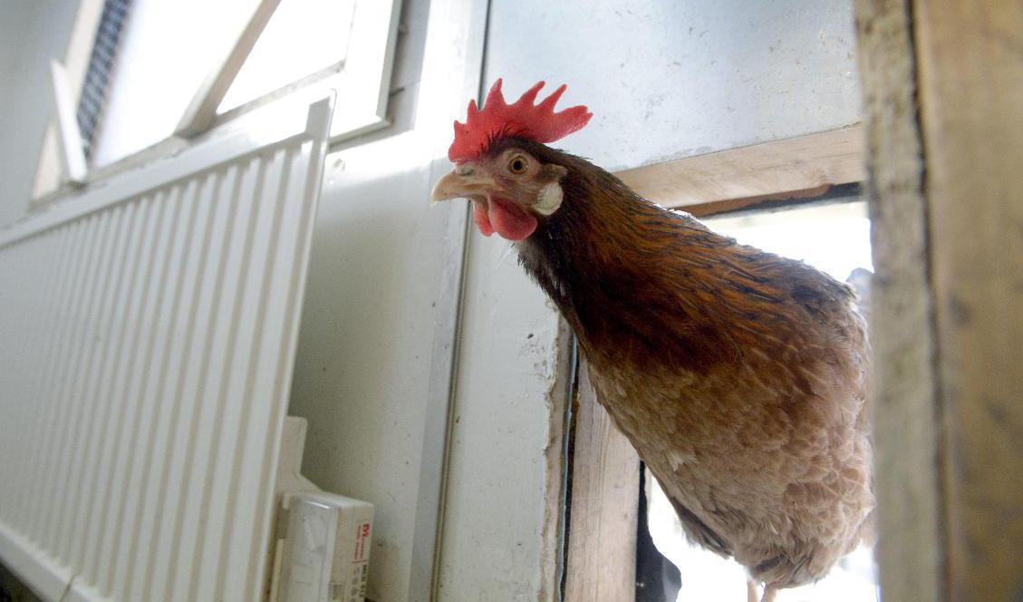 Fågelinfluensa har konstaterats på en gård för hobbyhöns och ankor i Skåne. Arkivbild. Foto: Janerik Henriksson/TT