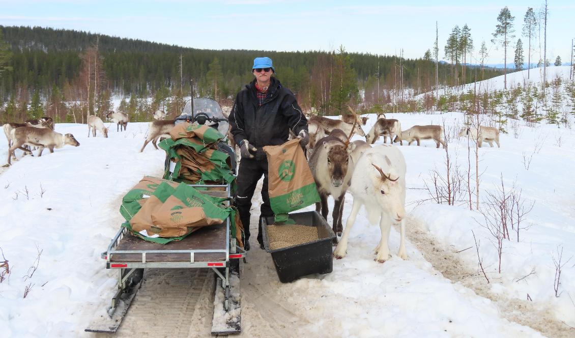 På grund av brist på hänglav behöver Jan Rannerud, ordförande i Sametingets rennäringsnämnd, stödutfodra sina renar. Foto: Susanne Malm