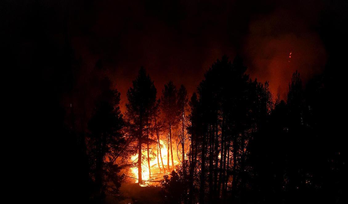 Lågorna tvingade tiotusentals personer att lämna sina hem. Bilden är från september. Foto: Jae C. Hong/AP/TT