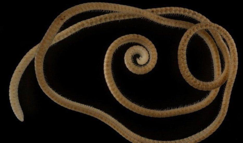 En mångfoting med över tusen ben har upptäckts i Australien. Foto: Paul Marek et al/Scientific Reports/TT