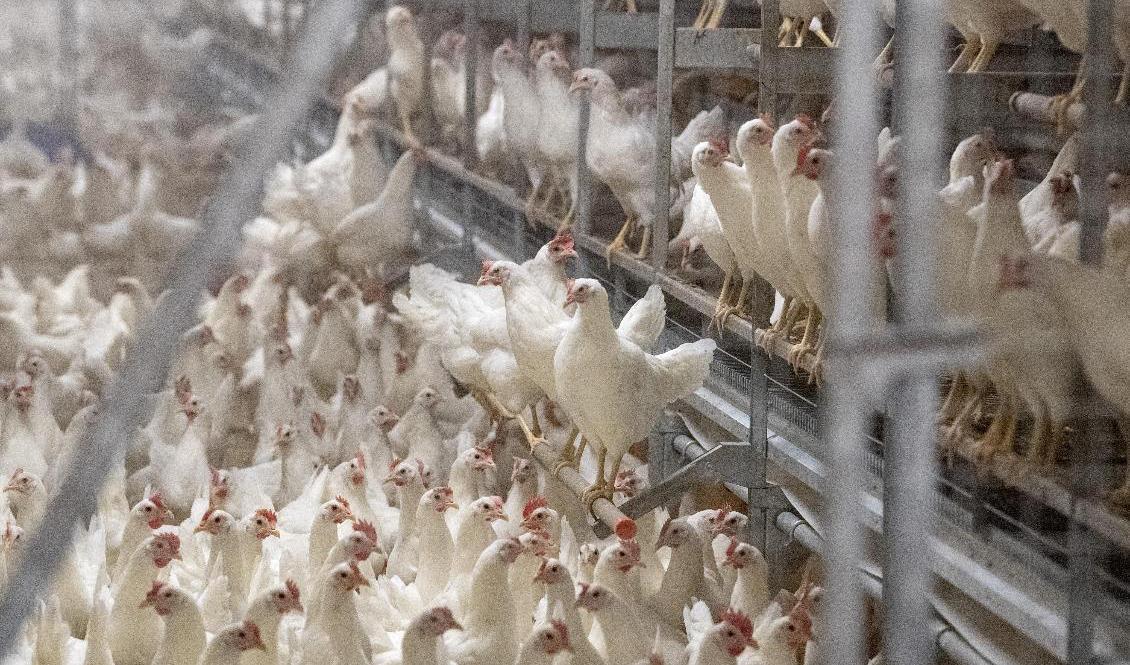 Värphöns hos Skåneägg i Mörarp. Arkivbild. Foto: Johan Nilsson/TT