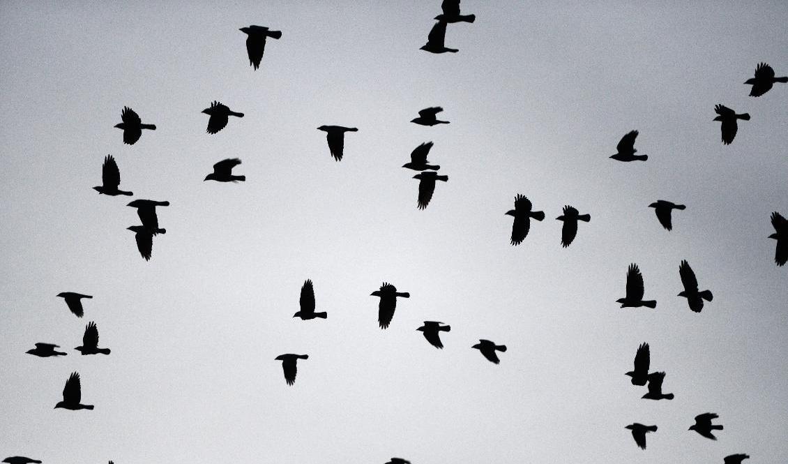 På kort tid dog ett 50-tal kajor i Vislanda. Arkivbild. Foto: Fredrik Sandberg/TT