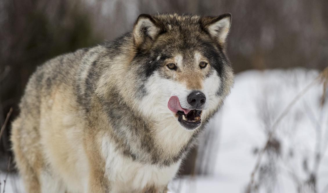 Länsstyrelsen i Värmland har beslutat om skyddsjakt på en varg. Arkivbild. Foto: Heiko Junge/NTB/TT