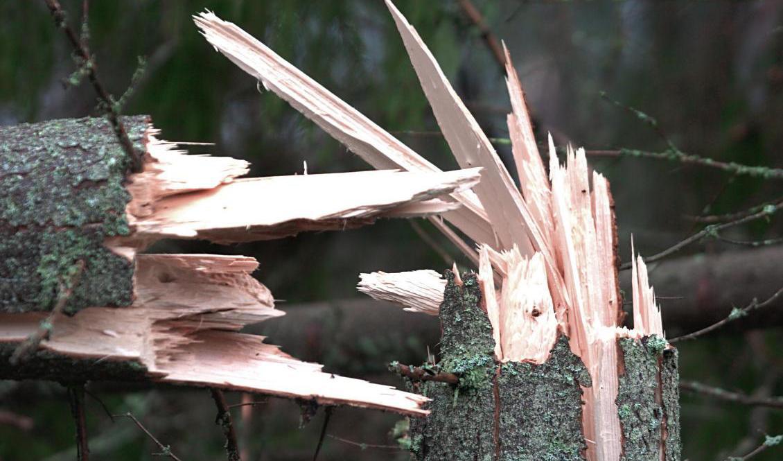 Södra skogsägarna ska göra en inventering av skogen för att få en samlad bild av skadorna efter stormen Malik. Arkivbild. Foto: Ingvar Karmhed/SvD/TT