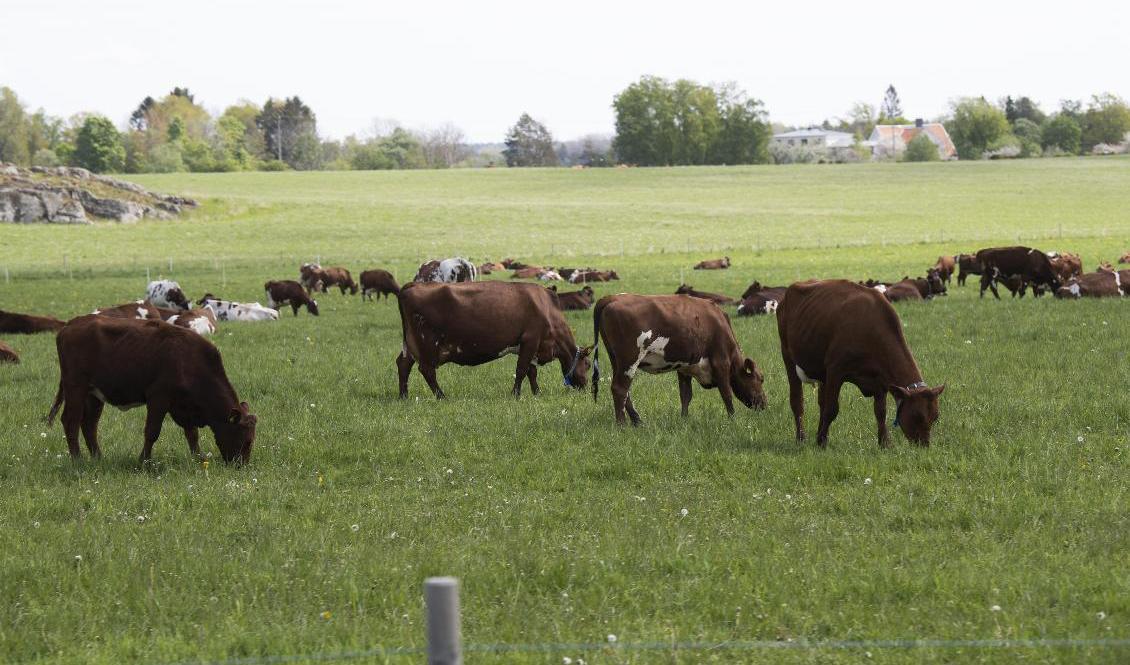 Det finn en risk för mer importerat kött i takt med att samhället öppnar upp och restaurangbesöken blir fler igen, vilket kan pressa ner priset på svenskt kött. Arkivbild. Foto: Fredrik Sandberg/TT
