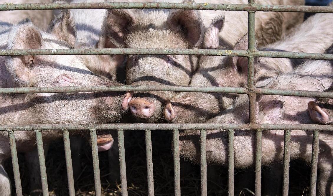 Arkivbild. Foto: Johan Nilsson/TT