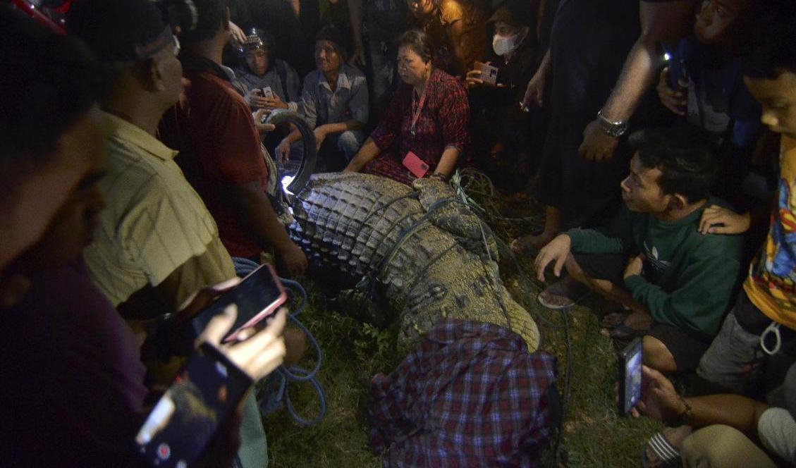 Människor flockades kring saltvattenskrokodilen strax efter att däcket avlägsnats från hennes hals. Mohammad Taufan/AP/TT