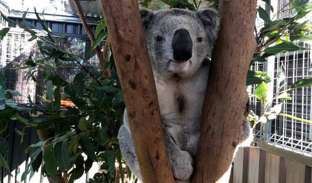 Koalan riskerar att försvinna från Australiens östkust. På koalasjukhuset i Port Macquarie i New South Wales vilar koalan George ut. Arkivbild. Foto: Emma Gyllestad/TT