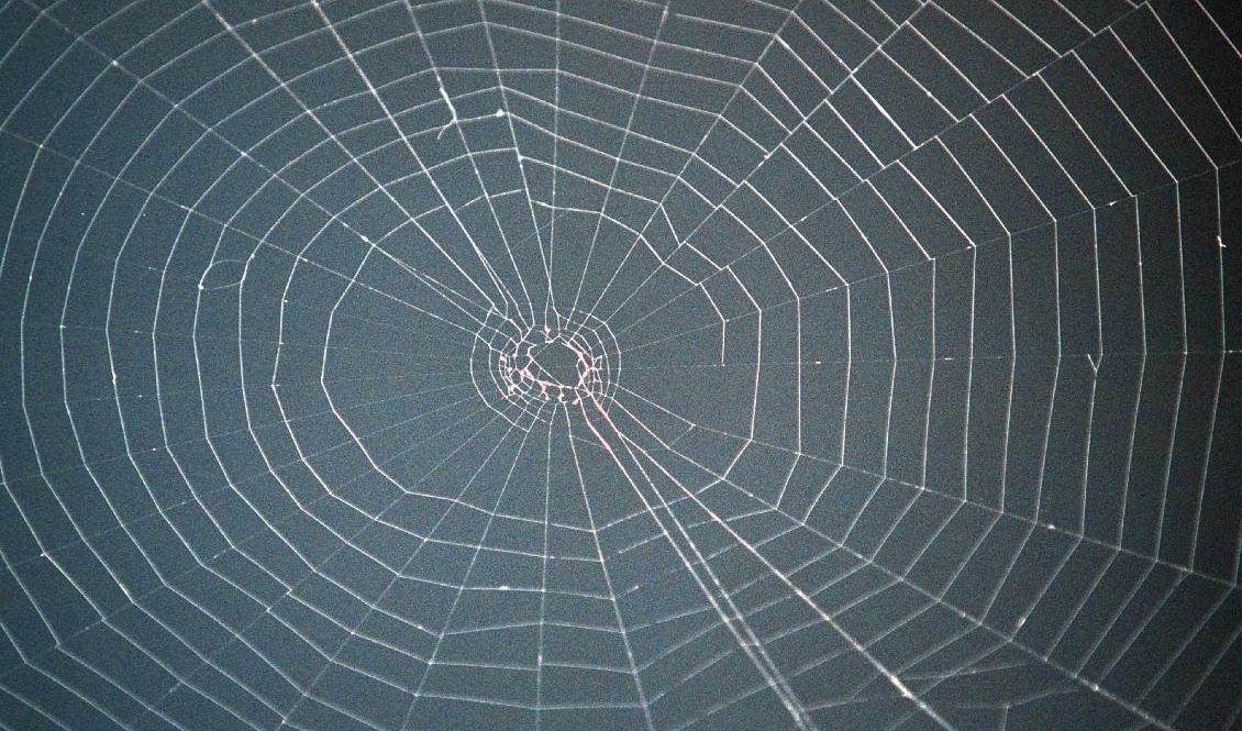 Nät från en helt ofarlig spindel. Arkivbild. Foto: Jonas Ekströmer / TT