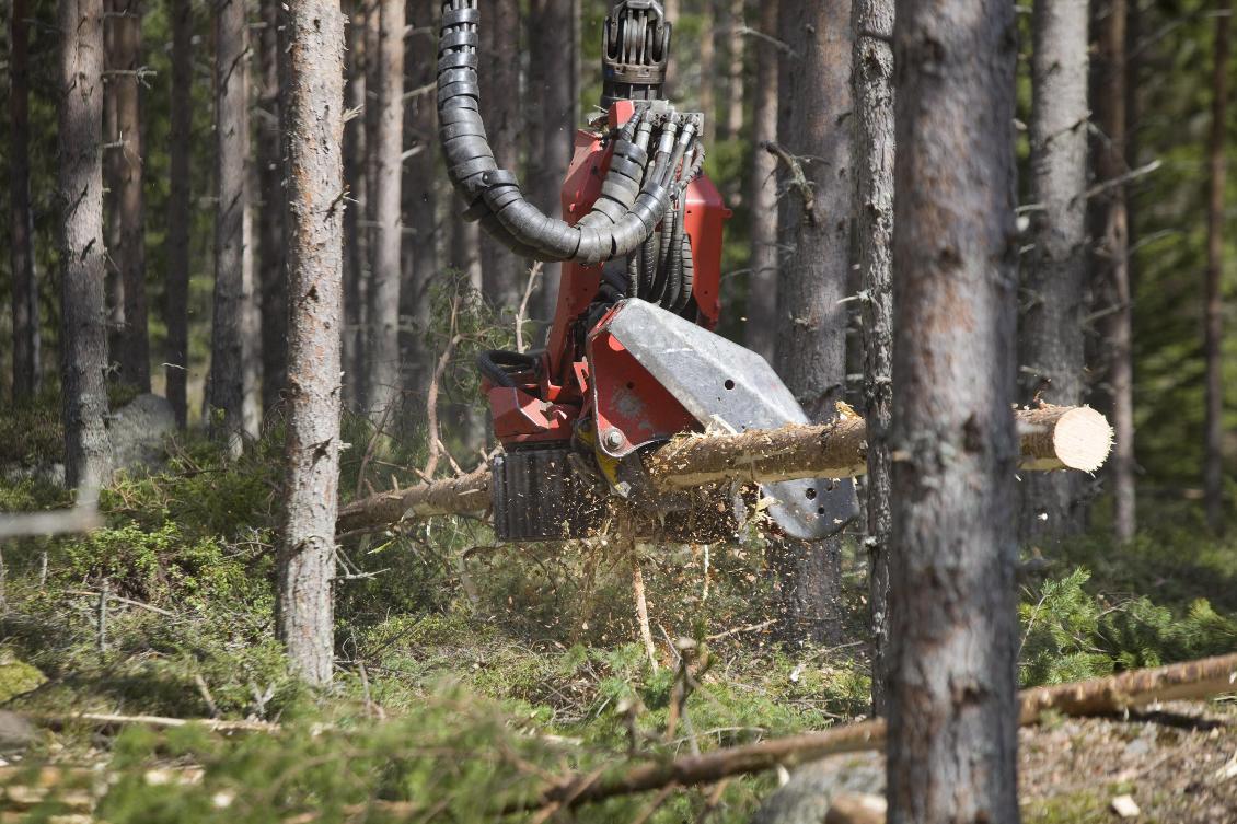 Allt fler avverkningar överklagas. Arkivbild. Johan Gunséus / TT