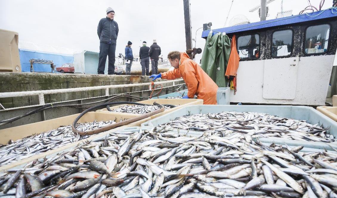 Siklöja lastas av i hamnen på Storön i Kalix. Arkivbild. Foto: Susanne Lindholm/TT