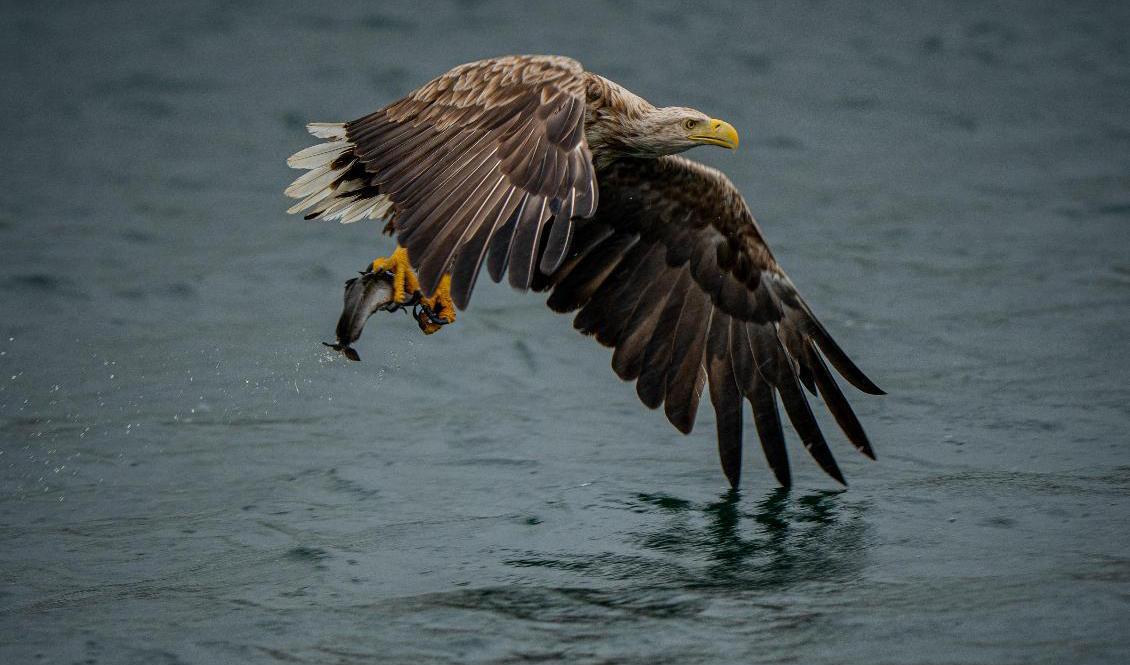 Årets örnräkning har hållits i Mellansverige. Arkivbild. Foto: Stian Lysberg Solum/NTB/TT