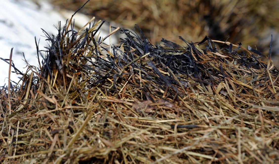 Elden riskerar att spridas mycket snabbt i det gula fjolårsgräset. Arkivbild. Foto: Pontus Lundahl/TT