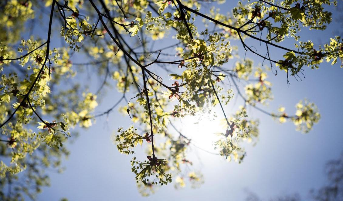 Mars har bjudit på ovanligt mycket sol i södra Sverige. Arkivbild. Foto: Jessica Gow / TT