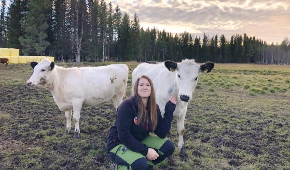 Innan sommaren kommer Vanja Marthin i Vilhelmina att göra sig av med sina kor. Kraftiga prishöjningar på bland annat diesel gör att gården inte går runt. Foto: Vanja Marthin