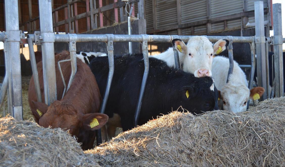 Skellefteå kommun vill fördjupa samarbetet med lokala bönder så att skolor och andra kommunala kök får en "egen" bonde. Foto: Eva Sagerfors/Arkivbild