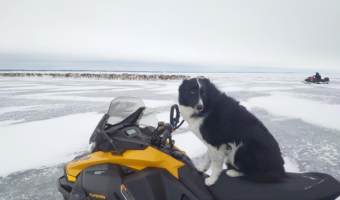 Hunden Nallo är med vid rendrivningen och är alltid på gott humör, säger Magnus Andersson. Foto: Magnus Andersson