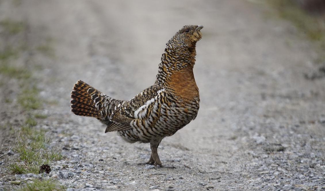 Tjäderhona. Foto: Åke Sjöström, Skogsstyrelsen