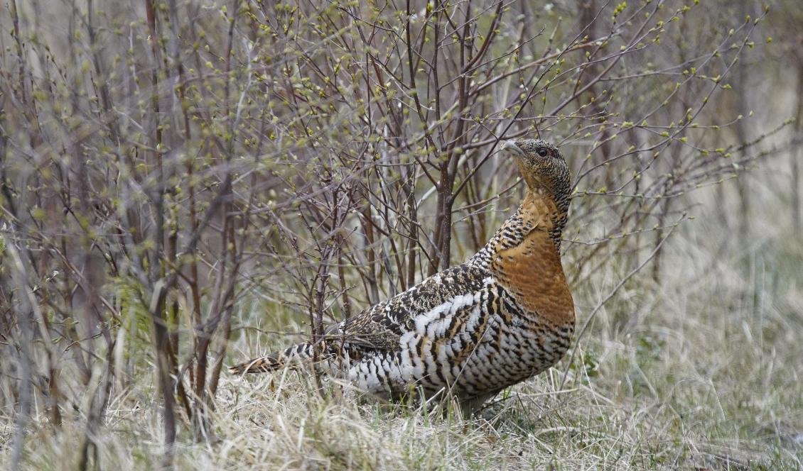 Tjäderhona. Foto: Åke Sjöström, Skogsstyrelsen