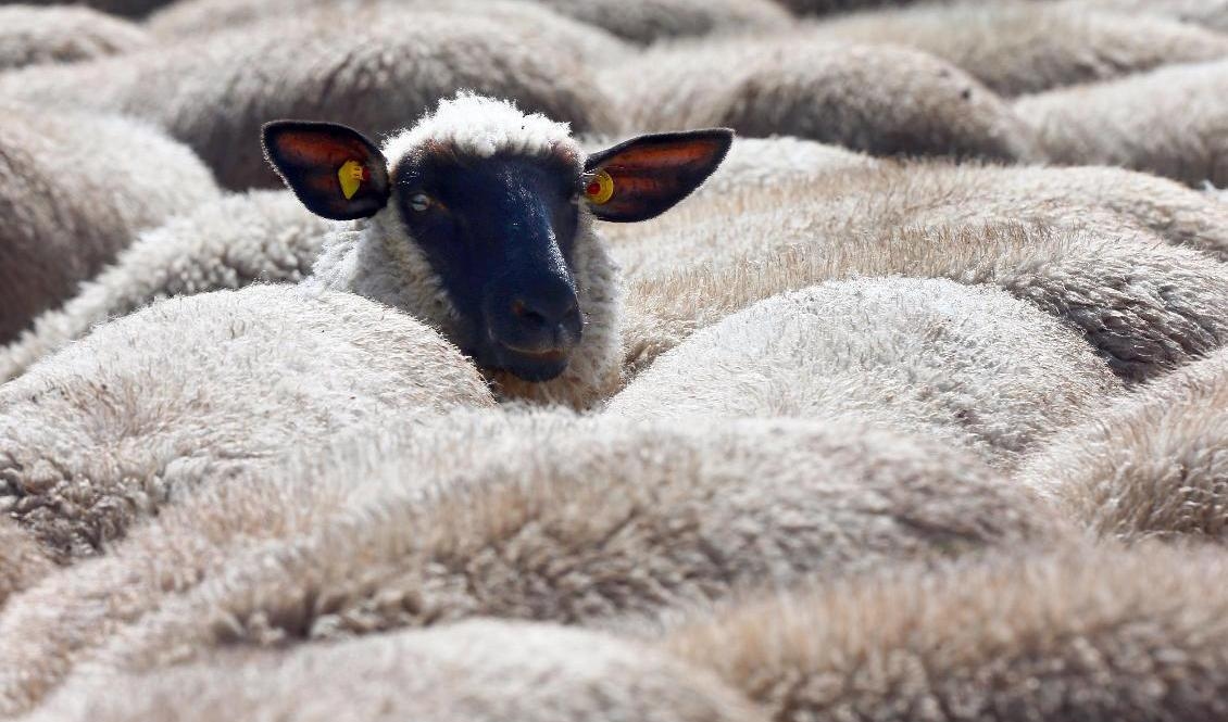 Inspektörer hittade fem fårhuvuden i en mataffär i Ljungby kommun som inte kunde klassas som livsmedel. Arkivbild. Foto: Jens Buettner/AP/TT