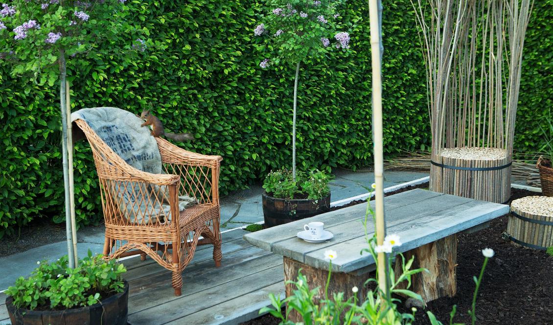 Dvärgsyréner, Syringa meyeri 'Palibin', i trätunnor visades på Rosendals balkongutställning 2014. Foto: Katja Halvarsson