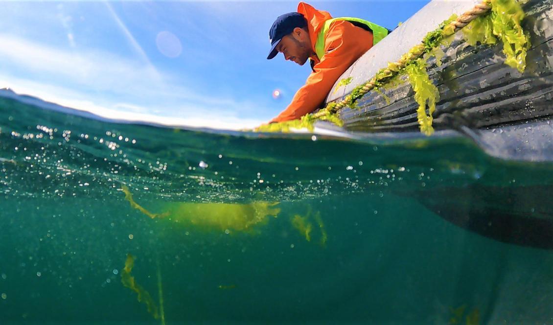
Kristoffer Stedt skördar havssallat ur en odling i havet utanför Tjärnö marinlaboratorium. Foto: Sophie Steinhagen
                                            