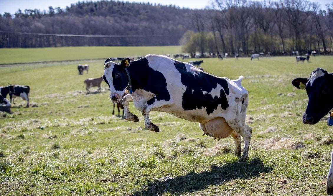 Kosläpp på Berte Gård utanför Falkenberg våren 2021. Arkivbild. Foto: Adam Ihse/TT