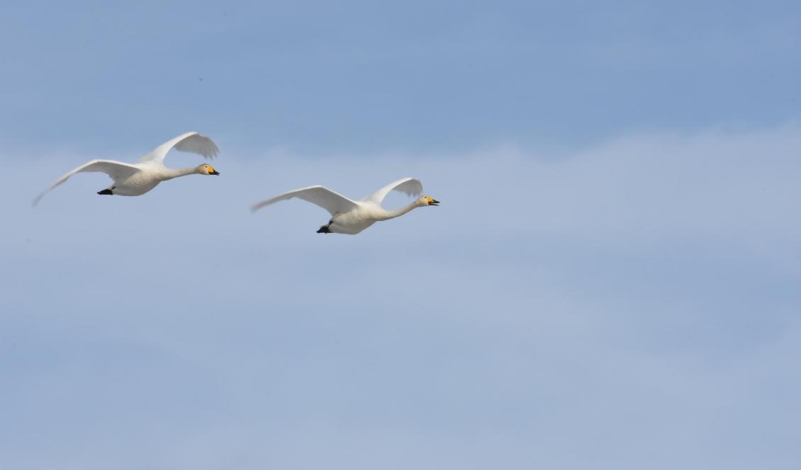 



En flygande sångsvan avslöjar sig snabbt. De kommunicerar med varandra genom tre- eller fyrtoniga läten, men även vingslagen avslöjar dem. Foto: Ritu Andersson                                                                                                                                                                                