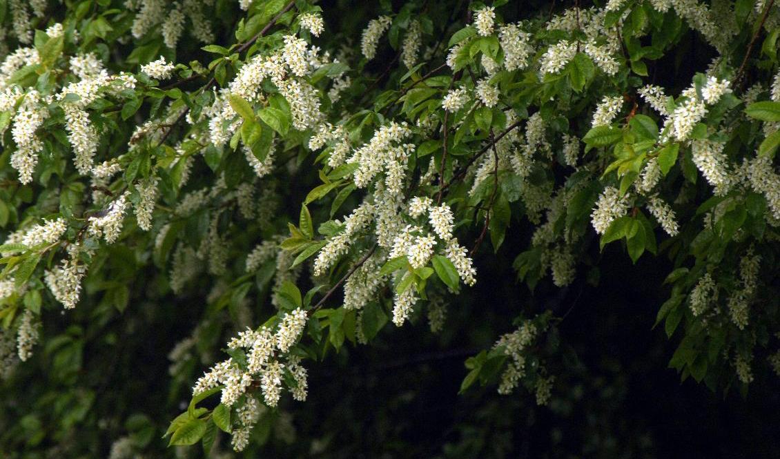 Häggblomningen är sen i år, visar Vårkollen. Arkivbild. Foto: Hasse Holmberg/TT
