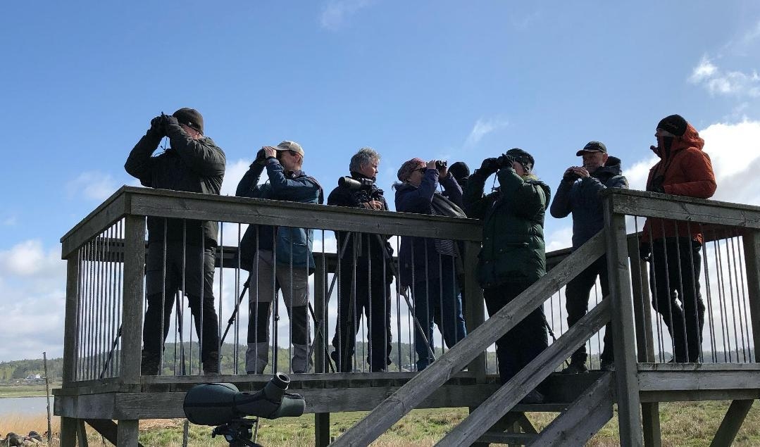 Fågeltornet i Ödsmåls kile, Bohuslän. Foto: Maria Aronsson