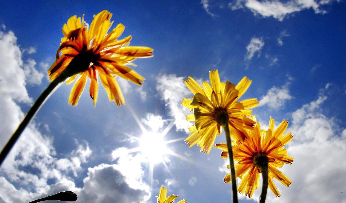 I mitten av veckan drar ett högtryck in över södra och mellersta Sverige. Arkivbild. Foto: Michael Probst/AP/TT