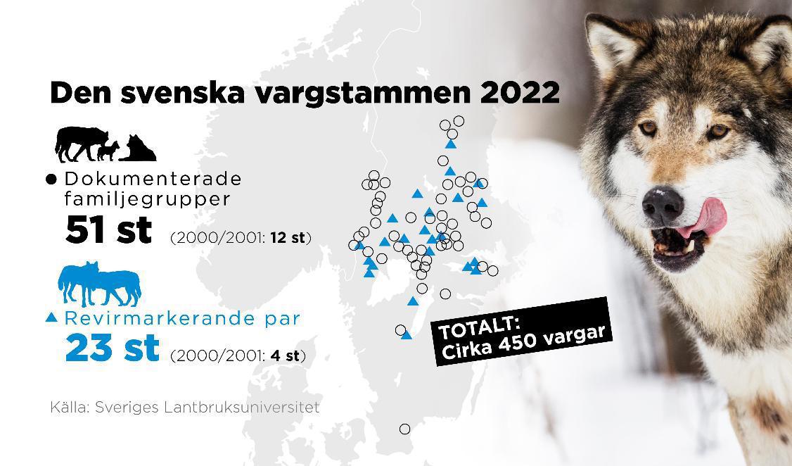 Antal familjegrupper och revirmarkerande par. Foto: Johan Hallnäs