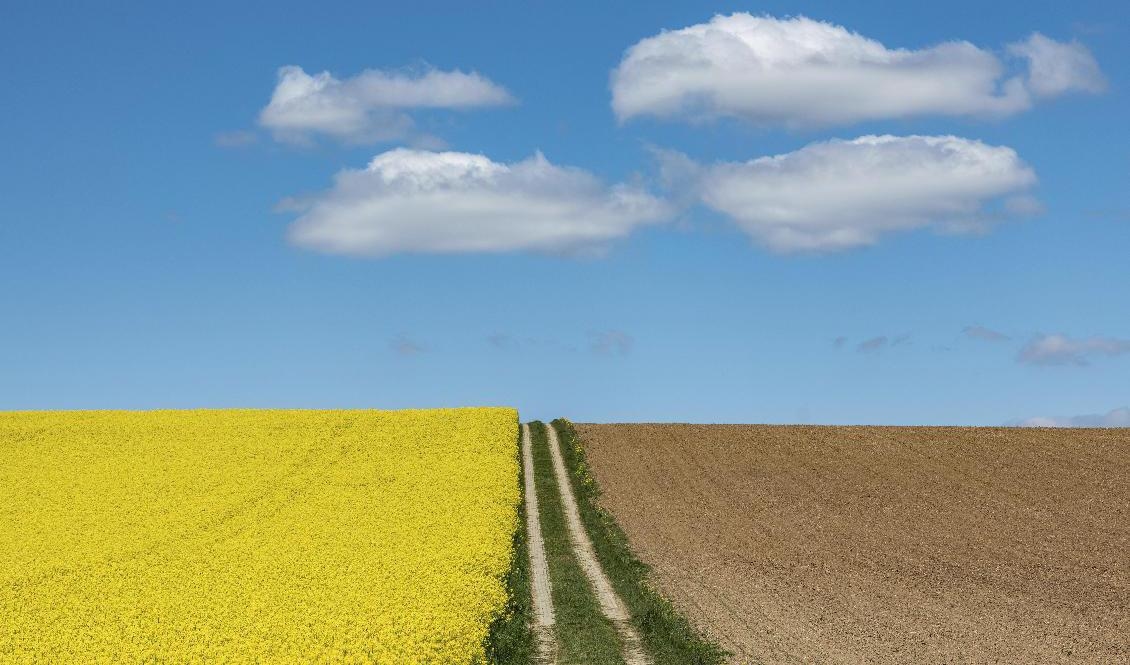 Spannmål eller raps? Det är nu bönderna avgör vad som ska sås på åkrarna inför nästa års skörd. Arkivbild. Foto: Armin Weigel/AP/TT