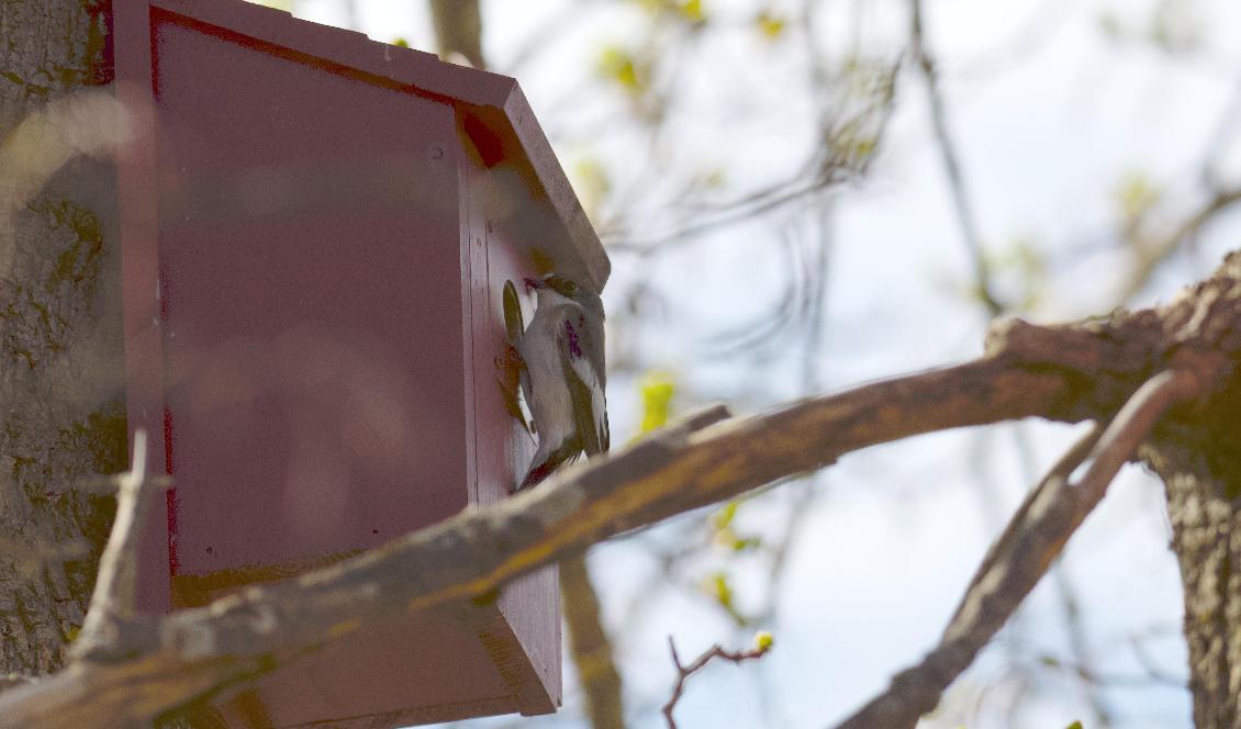 En fågelholk på tomten ger möjligheten att få se fåglar och deras beteende på närmare håll. Foto: Ritu Andersson