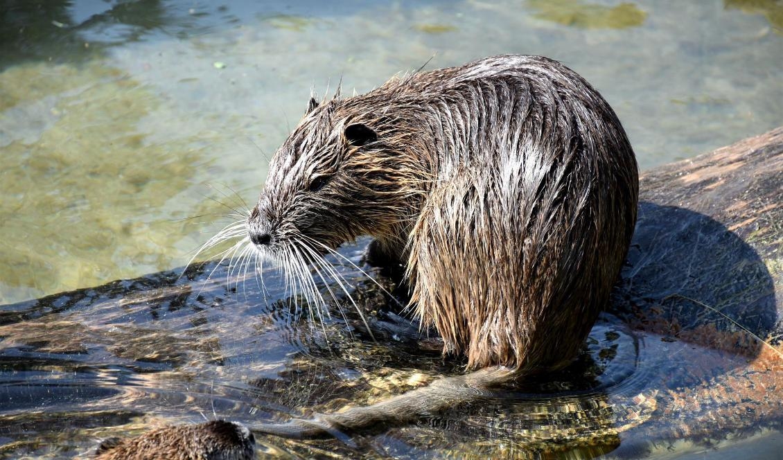 Just nu pågår jakt på bisamråtta i nedre delen av Umeälven där antalet ökat kraftigt de senaste åren. Foto: Pixabay