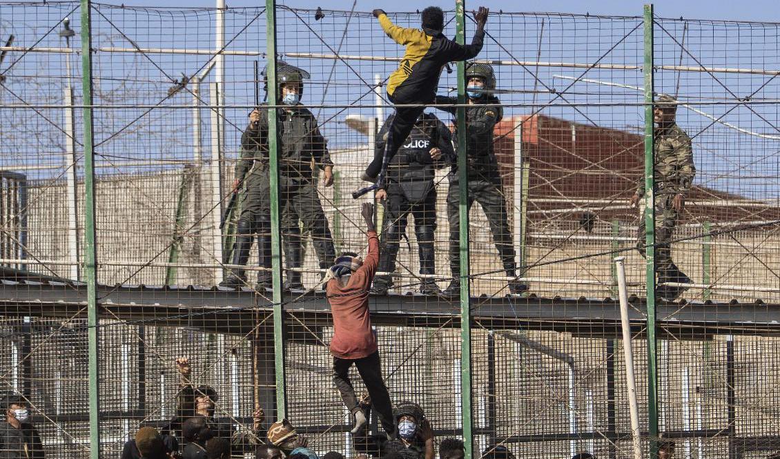 Migranter försöker klättra över stängslet till den spanska exklaven Melilla. Minst 18 dog i trängseln. Foto: Javier Bernardo/AP/TT