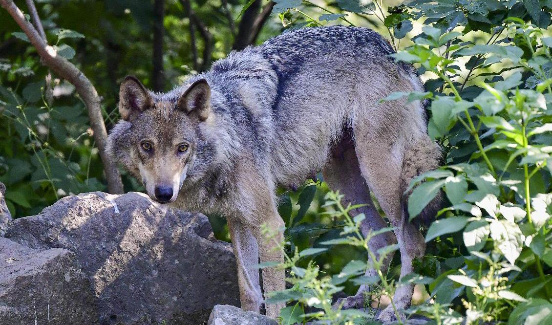 En varg fotograferad på Skansen i Stockholm. Arkivbild. Foto: Jonas Ekströmer/TT