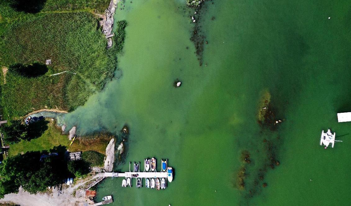 Finvädret gynnar algblomningen. Arkivbild. Foto: Pontus Lundahl/TT