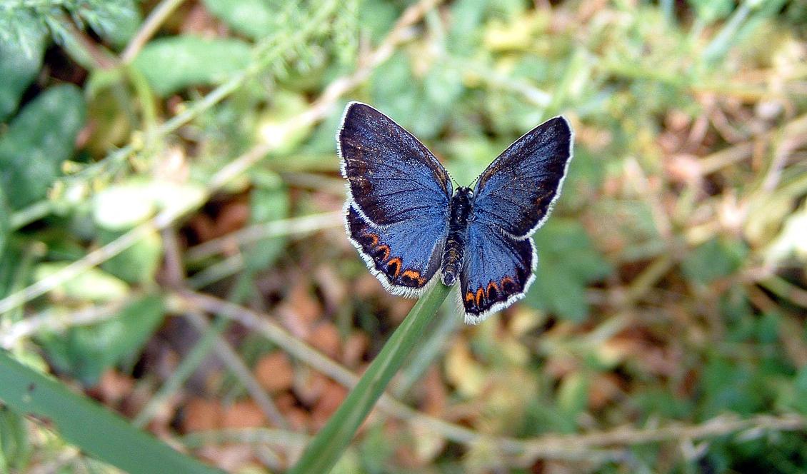 En hona av kronärtsblåvinge, underarten norvegica, som är utdöd sedan 2018. Bilden togs i Småland 2006. Foto: Stefan Ekroth