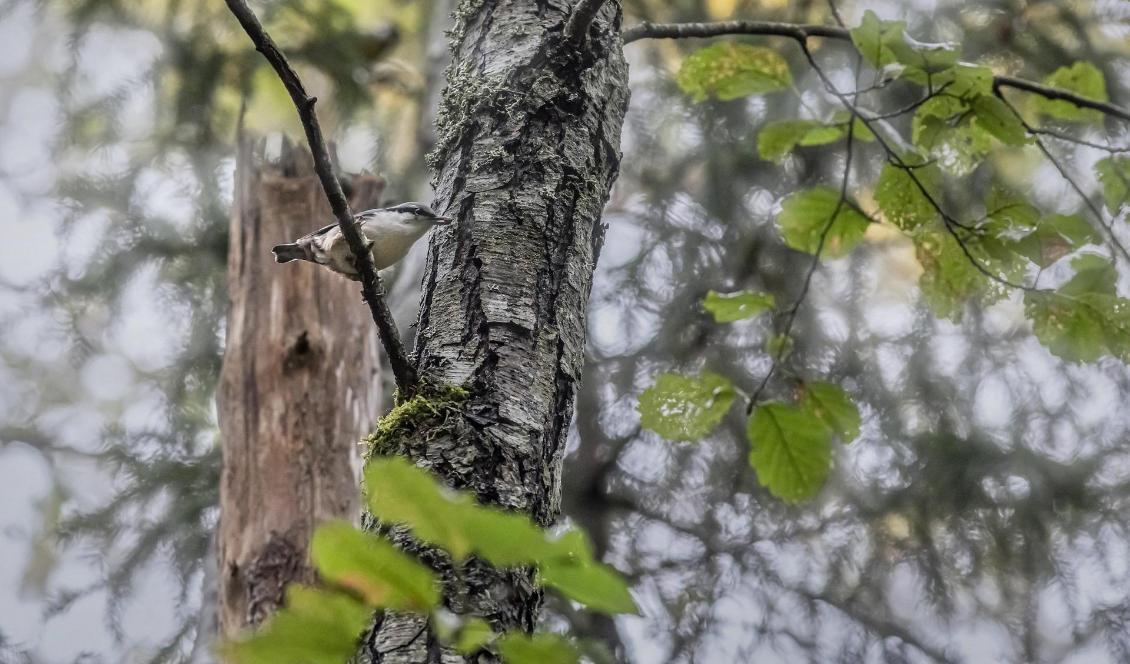 Nötväckan är en av de fågelarter som gynnas av att man sparar lövträden när ett skogsbestånd ska avverkas, visar en ny studie från SLU. Foto: Erik Karits