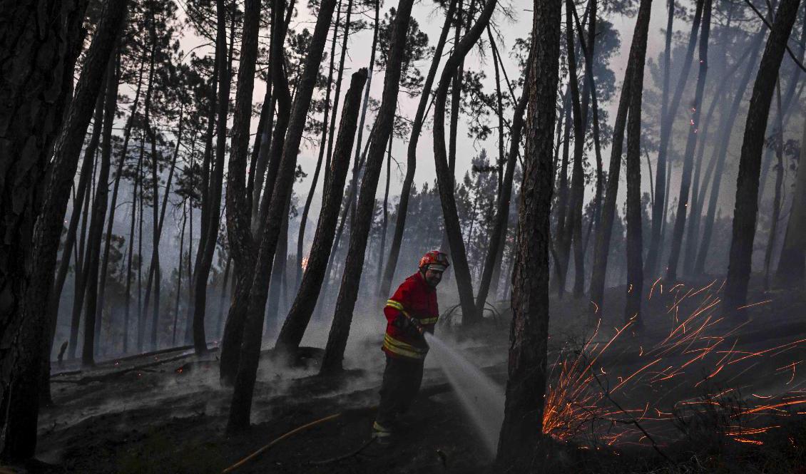 En av de tusentals brandmän som kämpar med att släcka de bränder som härjar i centrala och norra delarna av Portugal. Foto: Patricia de Melo Moreira/AFP/TT