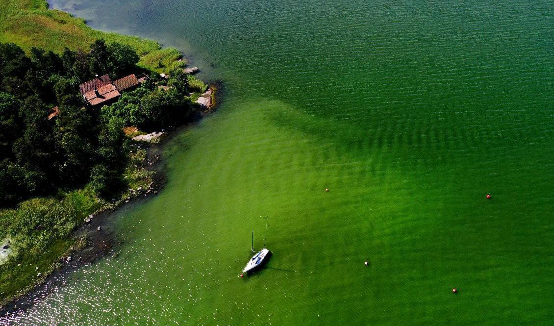 Algblomningen är en konsekvens av övergödningen, en annan är döda havsbottnar. C vill nu satsa 725 miljoner kronor på olika åtgärder. Arkivbild. Foto: Pontus Lundahl/TT