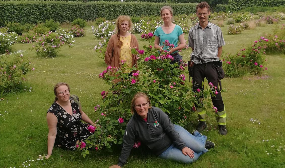 Personalen i Programmet för odlad mångfald. Sittande: Alva Lindvall och Karin Persson. Stående: Helena Persson, Linnea Oskarsson och Erik de Vahl. Foto: Programmet för odlad mångfald.