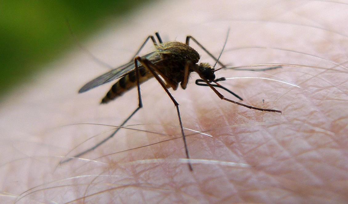 Myggplågan har varit kännbar i norra Sverige, men relativt dämpad i övrigt. Arkivbild. Foto: Johan Nilsson / TT