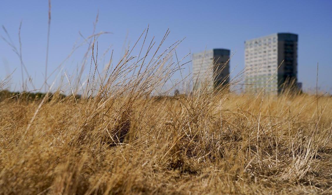 Temperaturen väntas nå 35 grader på vissa platser i Storbritannien nästa vecka. Arkivbild. Foto: Alberto Pezzali