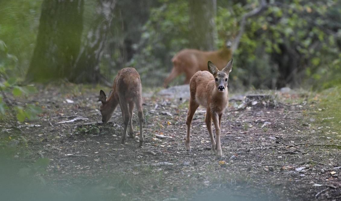 Nu drar jakten på rådjur i gång. Arkivbild. Foto: Maja Suslin/TT