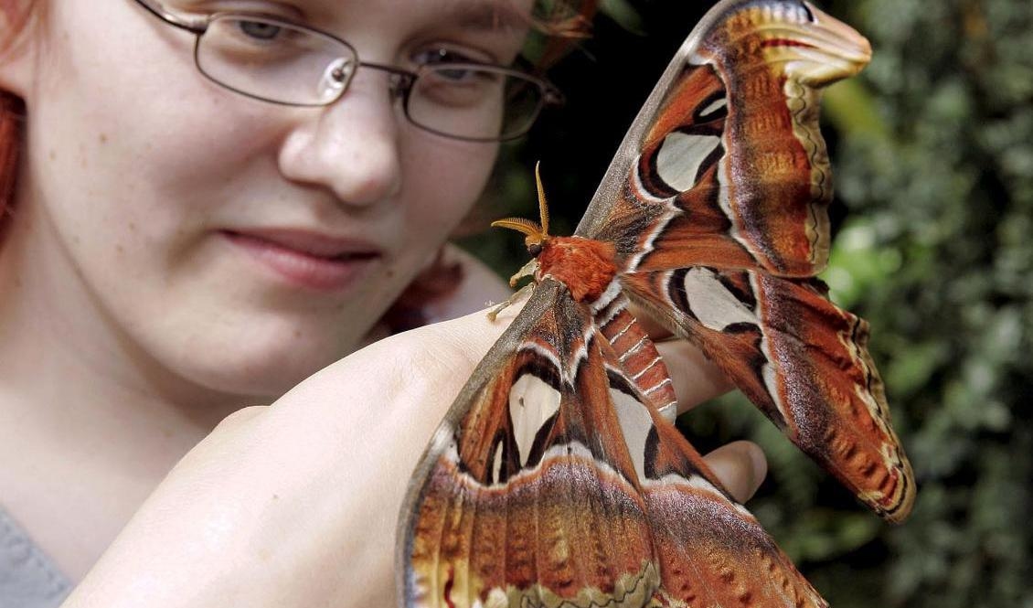 Gåtan kring den gigantiska atlasspinnaren som hittades på en husvägg i Stockholm ser ut att ha fått en förklaring. Foto: Arkivbild från schweiziska Bern. AP/TT