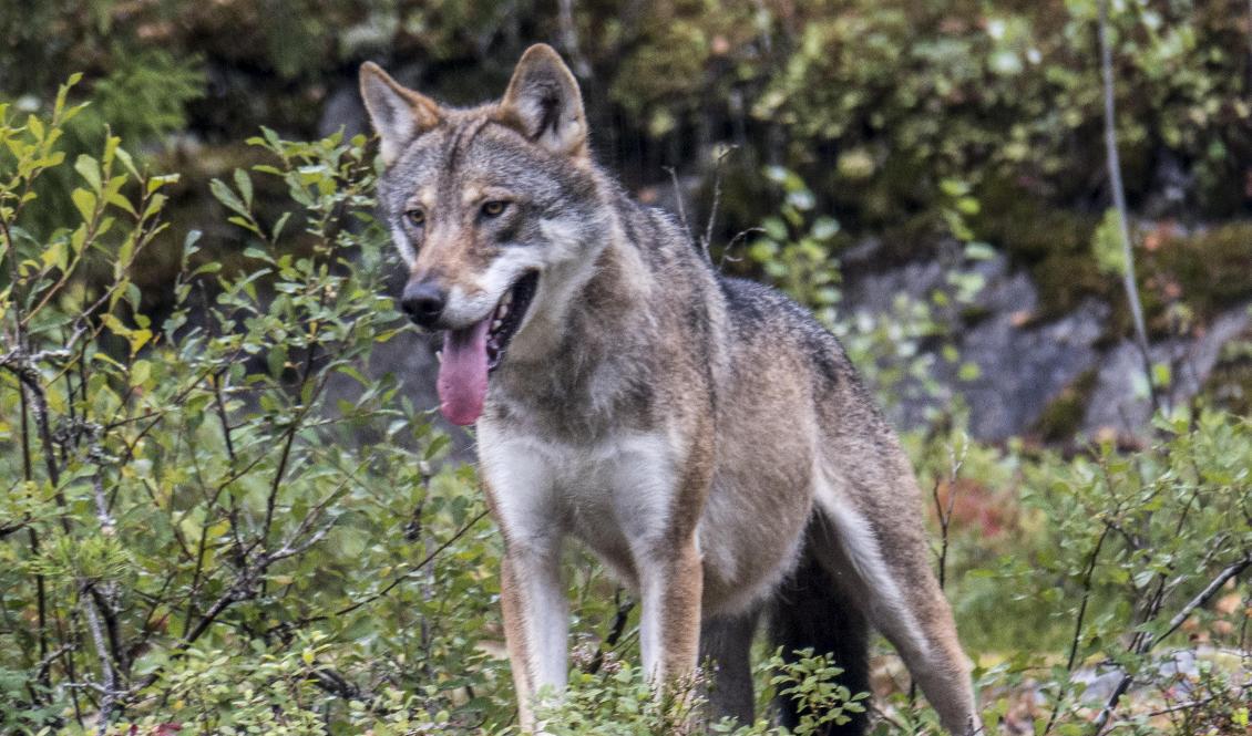 Katter bör hållas inne efter att vargar observerats i Nykvarn. Bilden på vargen ovan är tagen på en annan plats. Arkivbild. Foto: Paul Kleiven/NTB/TT